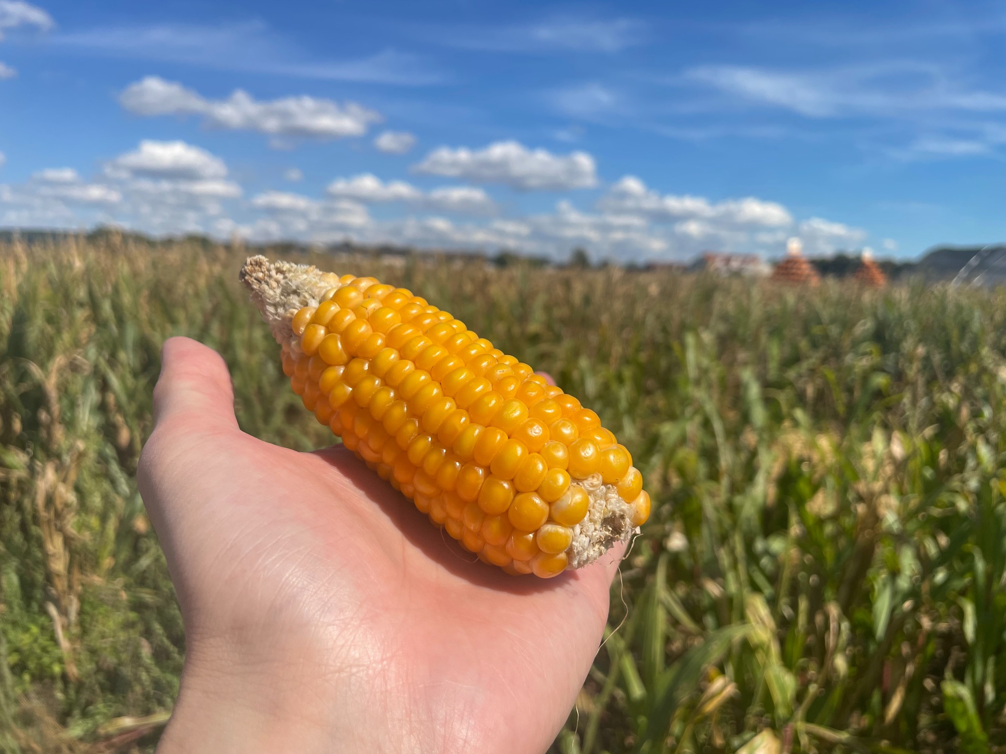 An ear of corn held in front of the maize field